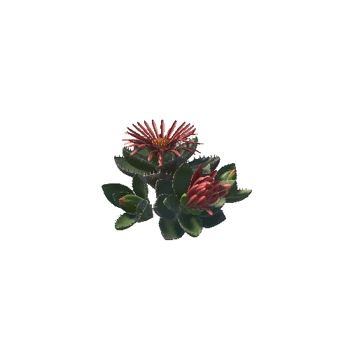 Flower_Faucaria tigrina5 2